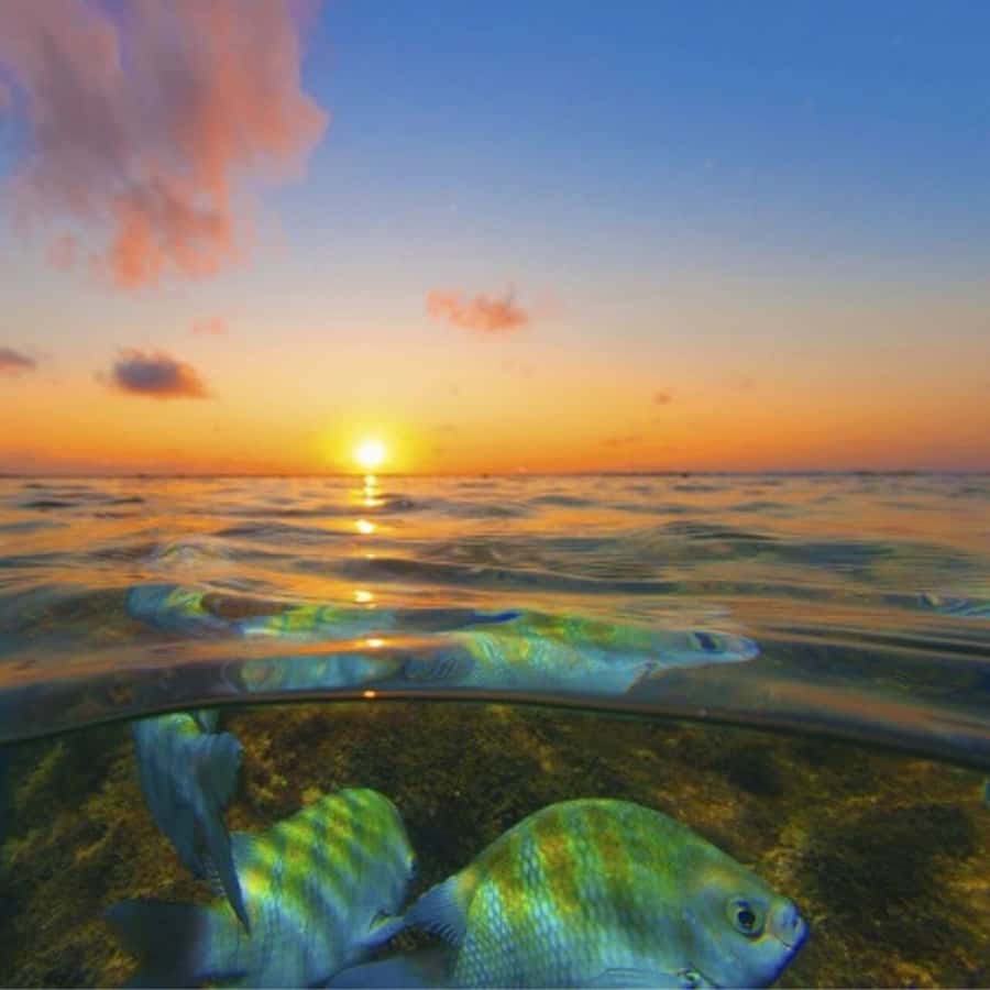 From Recife : Tour for Porto de Galinhas - Why Porto de Galinhas makes a good day from Recife