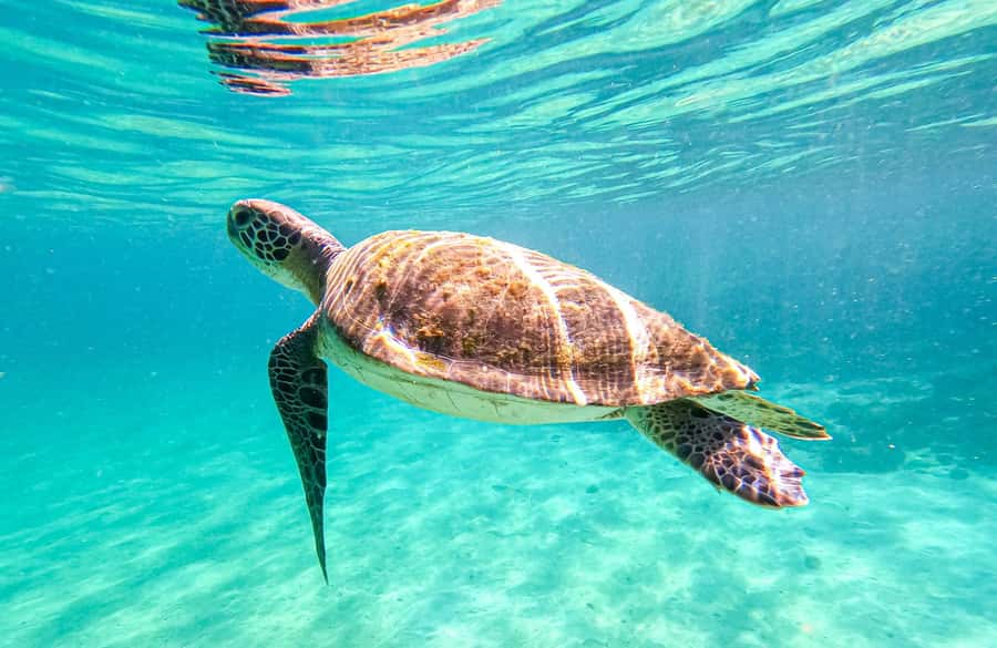 From Rio de Janeiro: Angra dos Reis & Ilha Grande Day Tour - Lagoa Azul: The Day’s Best Swim