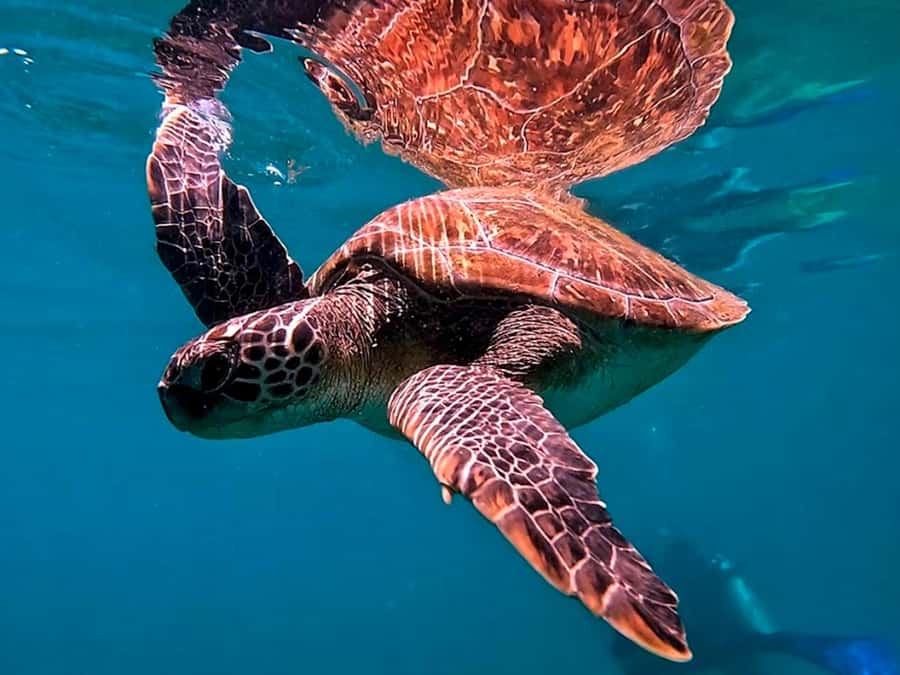 from Rio de Janeiro: Diving in Buzios - Key points to know before booking
