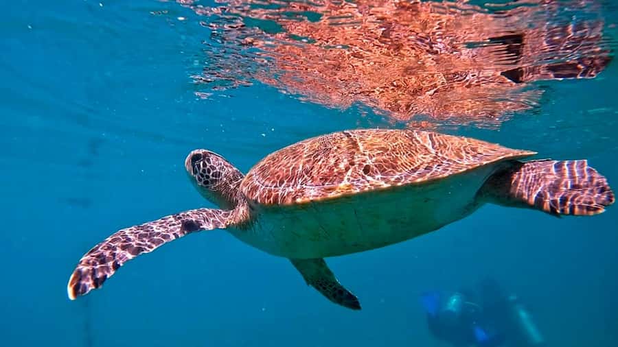 from Rio de Janeiro: Diving in Buzios - The real timetable from Rio to Búzios