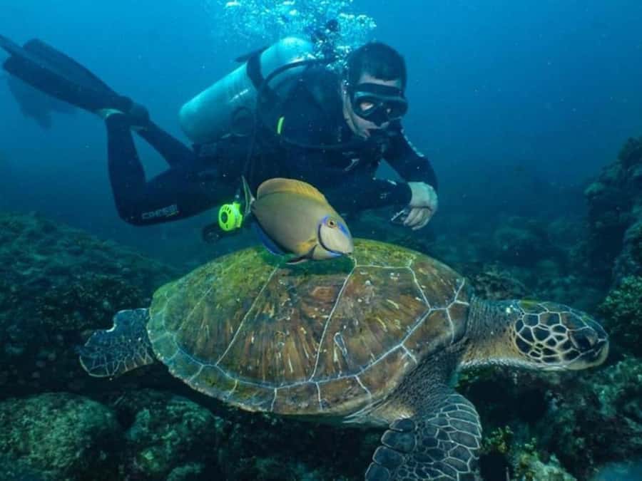 from Rio de Janeiro: Diving in Buzios - Is the $150 price fair?