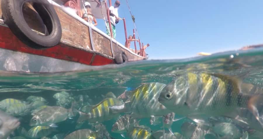 From Rio de Janeiro: Ilha Grande Day Trip - Lunch is convenient, but not the main attraction