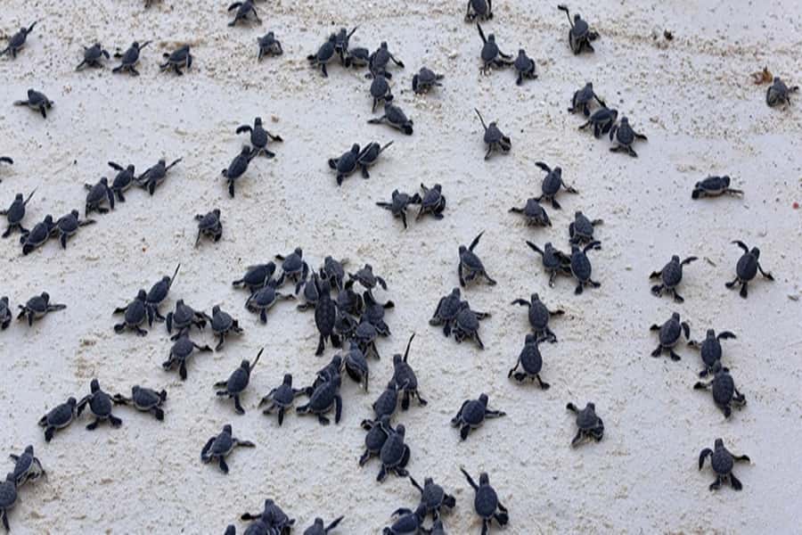 From Salvador: Praia do Forte & Guarajuba Beach Daytrip - The turtle sanctuary and the conservation lesson