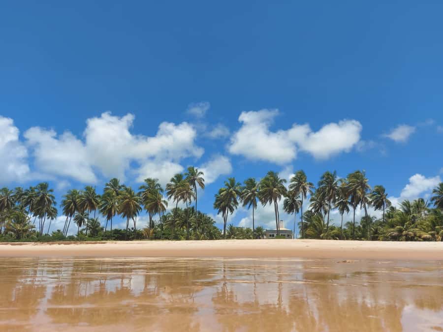 From Salvador: Praia do Forte & Guarajuba Beach Daytrip - Time for art, handicrafts, and the fishing village