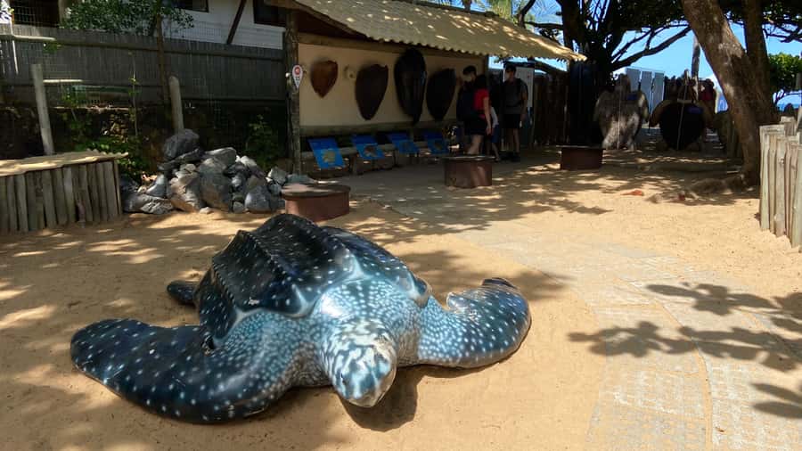 From Salvador: Praia do Forte & Guarajuba Beach Daytrip - What the small group changes