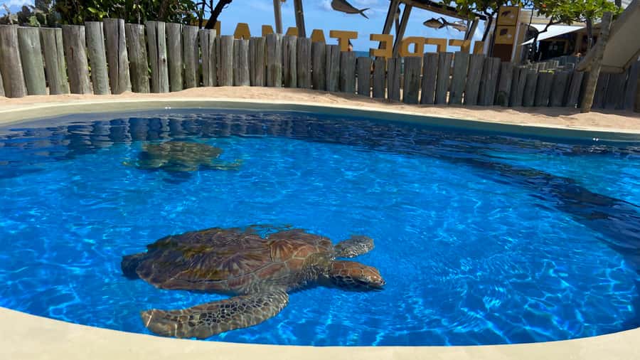 From Salvador: Praia do Forte & Guarajuba Beach Daytrip - Is $160 a fair price?