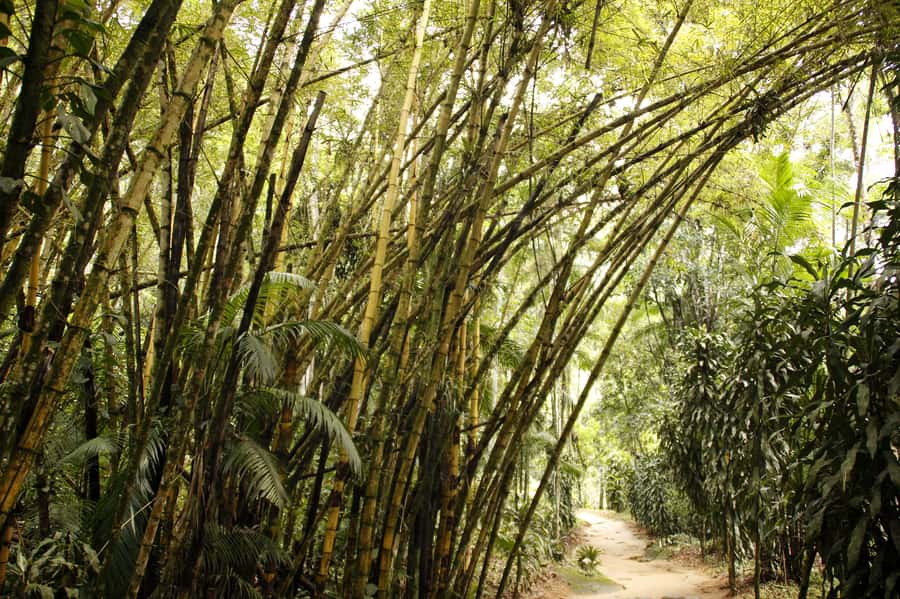 Full-Day Jungle Jeep Waterfall and Cachaça Distillery Tour - Waterfalls at Tobogã and Poço do Tarzan