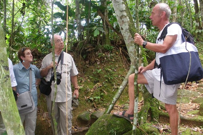 Gold Trail Atlantic Forest Walk - Walking through Atlantic Forest