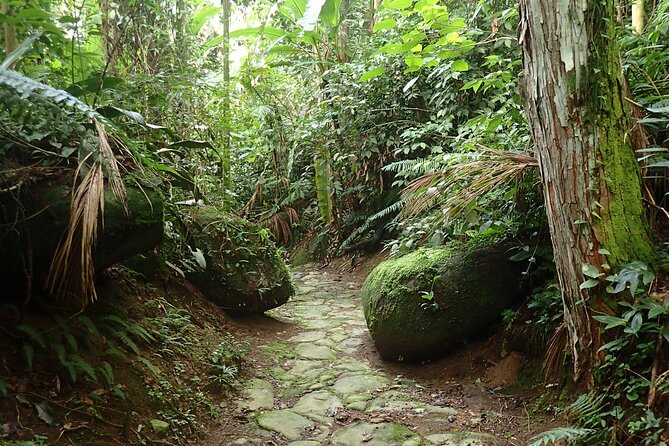 Gold Trail Atlantic Forest Walk - Toboga Waterfall and its natural rock slide