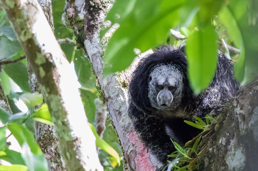 Grand Selva Tours 3 Day Jungle Expedition Ecuador all incl - Roasting cacao beans and making a chocolate mask