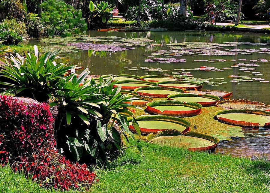 Green Rio: Guided Tour of Botanical Garden and Lage Park - What to bring and what to expect on the paths