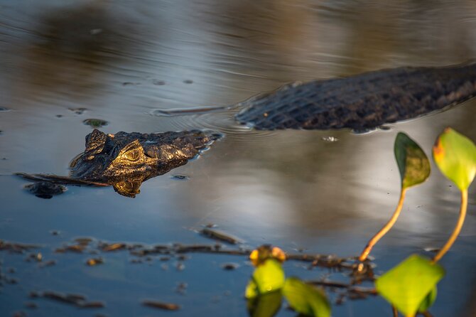 Helicopter Flight +Iguaçú Waterfalls+Bird Park+Boat Trip - What the $587.14 price really covers