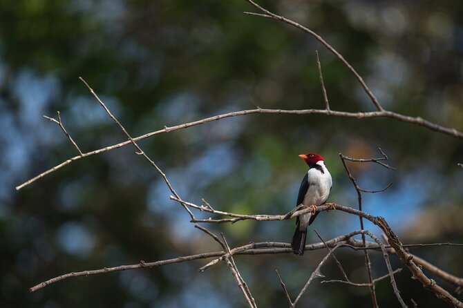 Helicopter Flight +Iguaçú Waterfalls+Bird Park+Boat Trip - Who should book this private day?