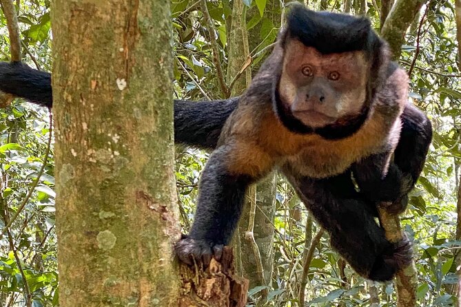 Hiking in the Tijuca Forest : Waterfalls and Caves - Canoas Lookout and the first view of São Conrado