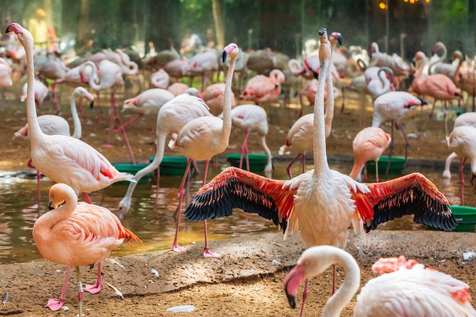 Iguassu Bird Park - Tickets Included - Key points at a glance