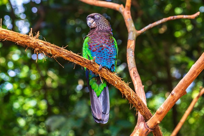 Iguassu Bird Park - Tickets Included - What the Iguassu Bird Park adds to your Foz do Iguaçu visit