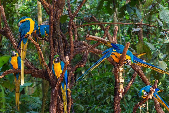 Iguassu Bird Park - Tickets Included - Why the included ticket changes the value