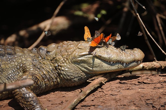 Iguassu Bird Park - Tickets Included - Hotel pickup and the early start