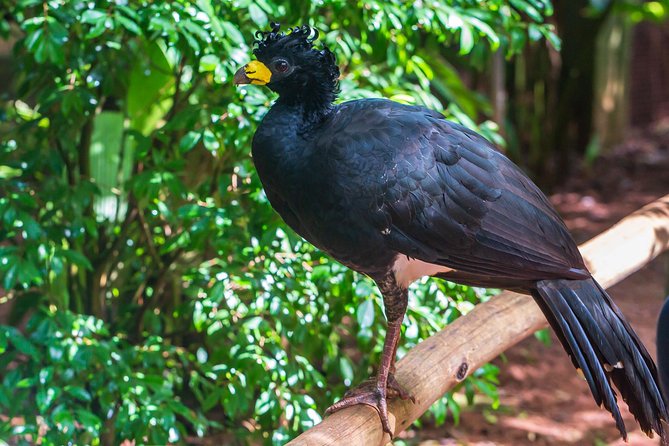 Iguassu Bird Park - Tickets Included - Who will get the most from this tour