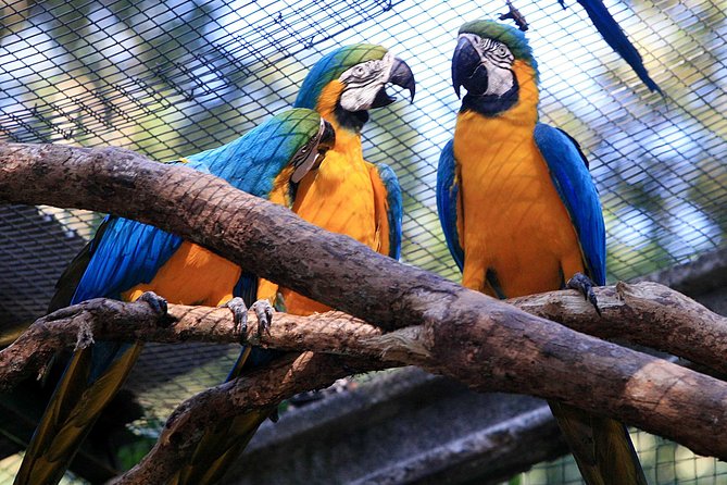 Iguassu Bird Park - Tickets Included - Inside Parque das Aves for about one hour