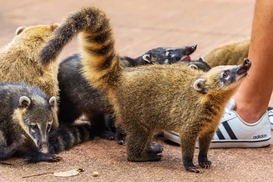 Iguassu Falls: Guided Tour & Macuco Safari on Pontoon Boats - The Macuco Safari begins in an open-air vehicle