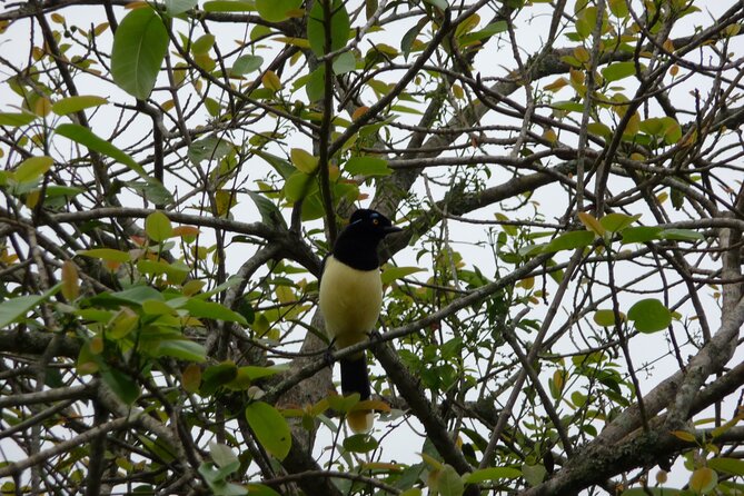 Iguazu Expeditions Morning Birdwatching - Inside Iguassu National Park