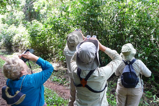 Iguazu Expeditions Morning Birdwatching - What You Might See