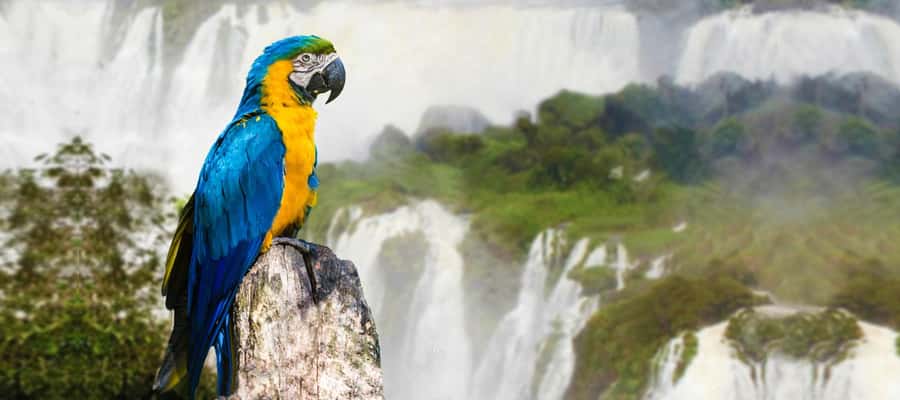 Iguazu Falls: 2-Day Argentinian and Brazilian Iguazu Falls - Guide quality and the English question