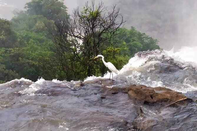 Iguazu Falls Private Tour: Two Countries in One Day - Who should book this experience?