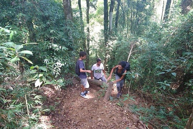 Ilha Grande: Pico do Papagaio - Private Hike - Sunrise or Daytime - The first miles: roads, forest, and a steady climb