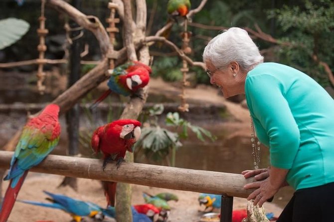 Itaipu Dam & Bird Park & Iguassu Falls Brazilian Side - Private Tour - Brazilian Iguazu Falls: the broad final view