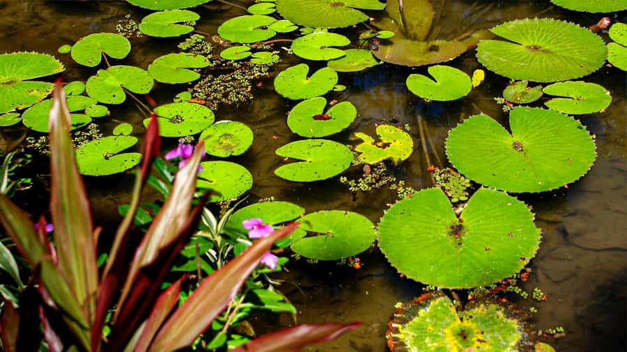 Jeep'n'Green: Rio Botanical Garden & Tijuca Rainforest Tour - Mayrink Chapel, a quiet surprise in the woods
