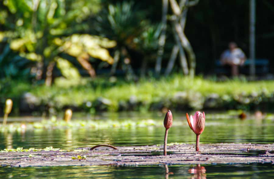 Jeep'n'Green: Rio Botanical Garden & Tijuca Rainforest Tour - Pepino Beach and the hang-glider finale