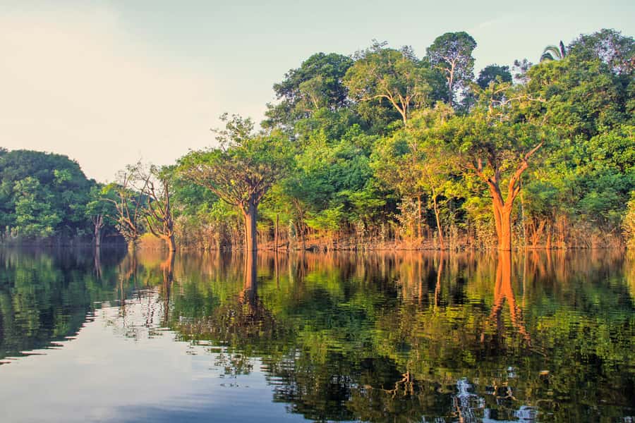 Manaus: Amazon Jungle Half-Day Walking Tour - Key points to know before you go