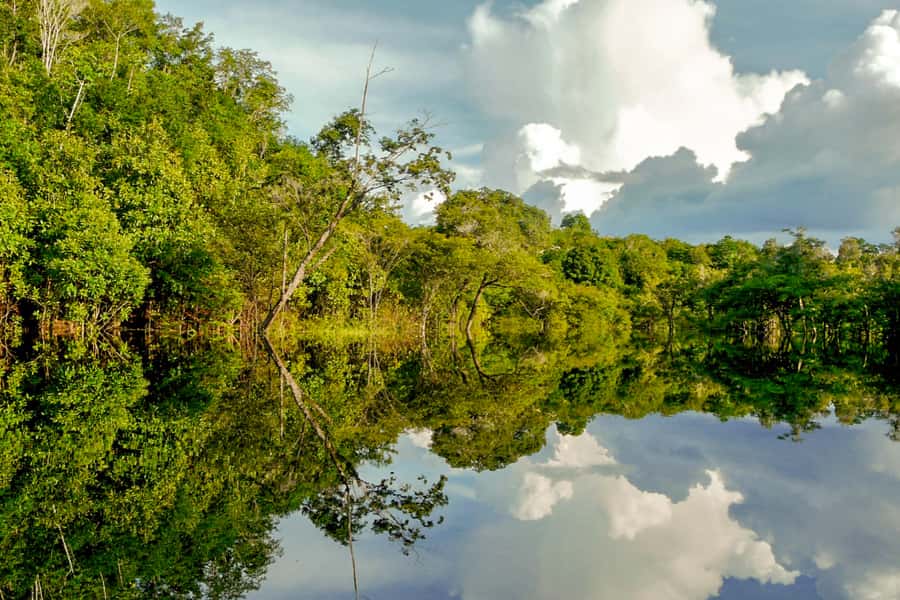 Manaus: Amazon Jungle Half-Day Walking Tour - Entering the forest with a local guide