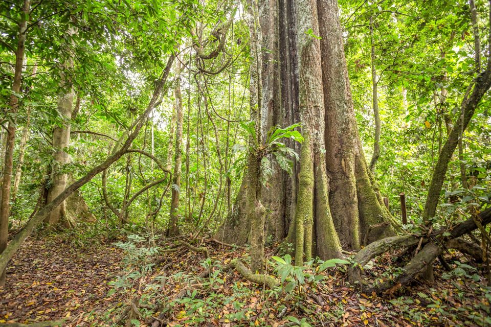 Manaus: Amazon Jungle Half-Day Walking Tour - Wildlife, with realistic expectations