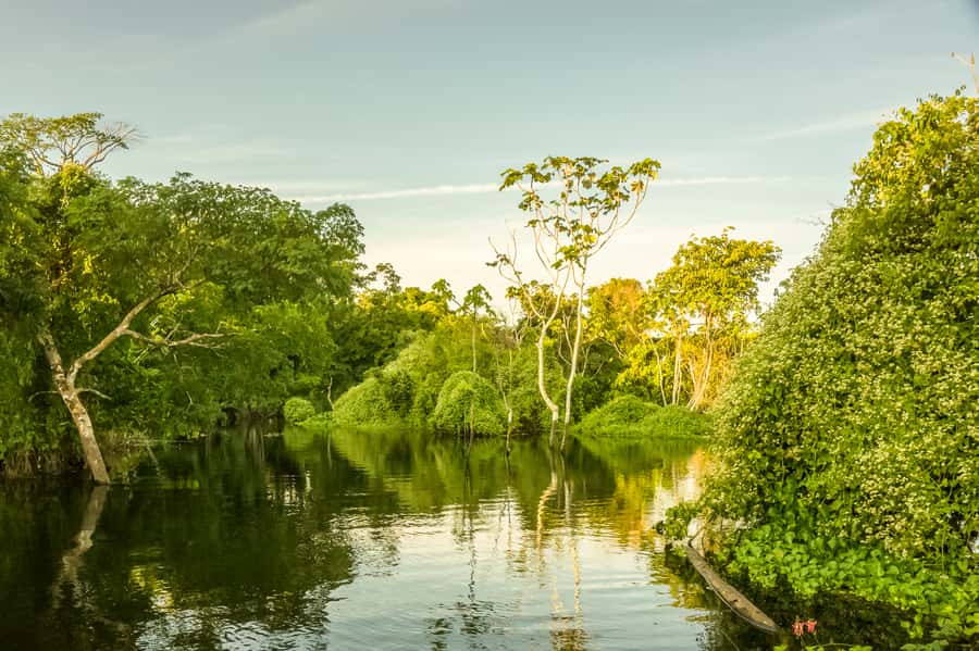 Manaus: Amazon Jungle Half-Day Walking Tour - What $150 buys you
