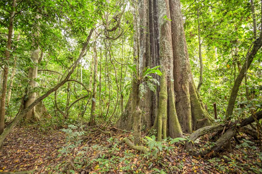 Manaus: Amazon Jungle Half-Day Walking Tour - Comfort, pace, and practical preparation