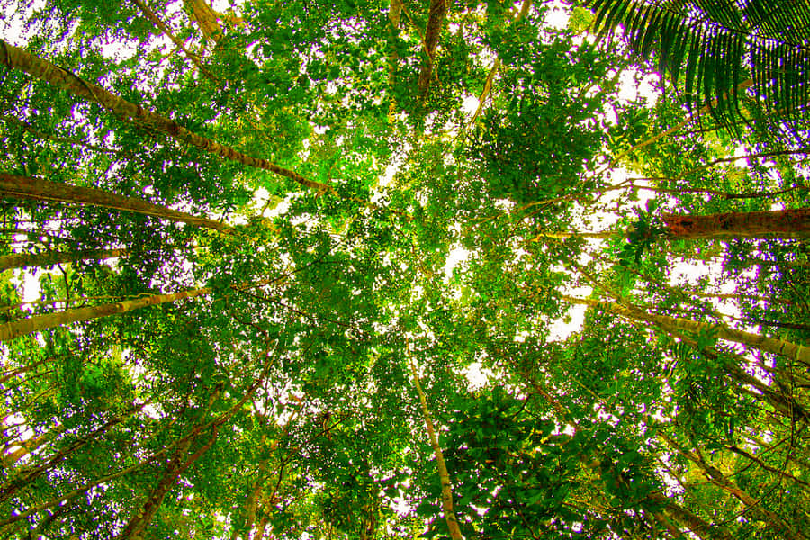 Manaus: Amazon Jungle Half-Day Walking Tour - The speedboat ride across the Rio Negro