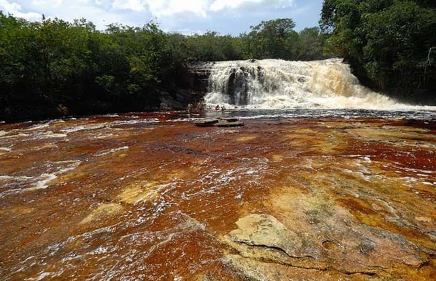 Manaus: Amazon Waterfalls Day Trip with Lunch - The botanical trail and first look at Amazon forest