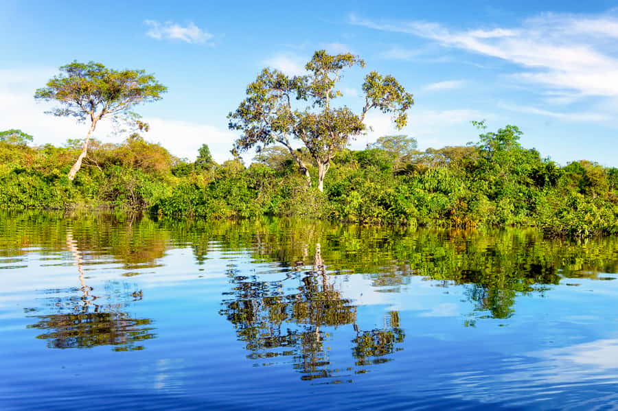 Manaus: Full-Day Tour on the Amazon River - Canoes, Lake January, and Victoria Regia lilies