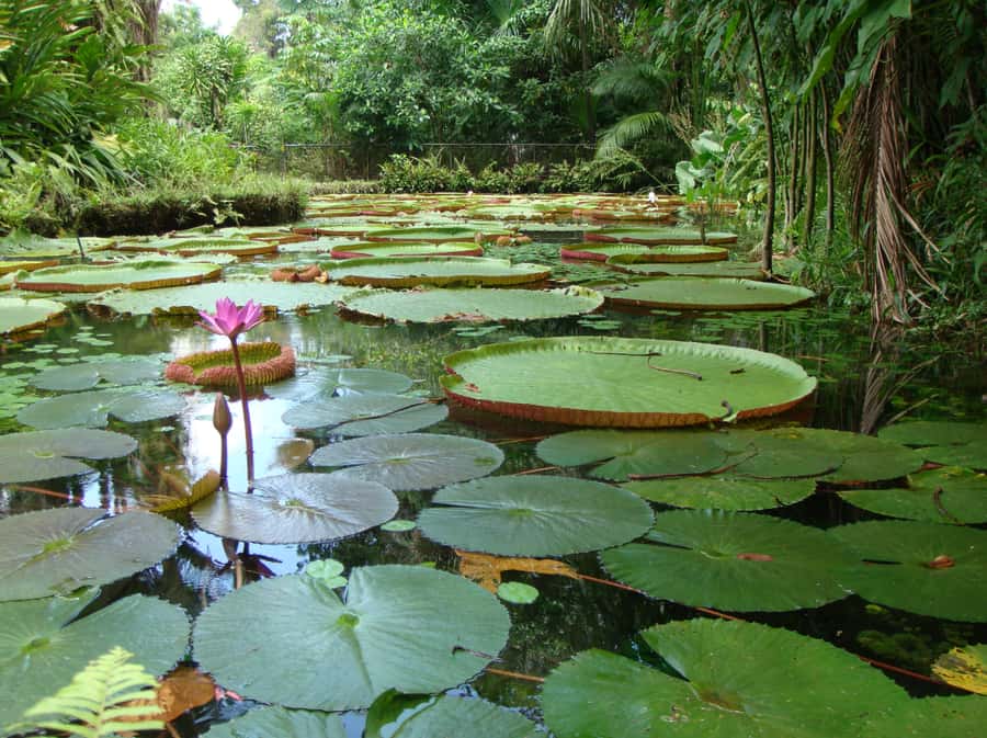 Manaus: Full-Day Tour on the Amazon River - The Dessanos and Tucanos village visit