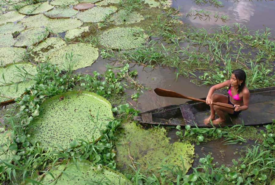 Manaus: Full-Day Tour on the Amazon River - Pirarucu nursery and other stops