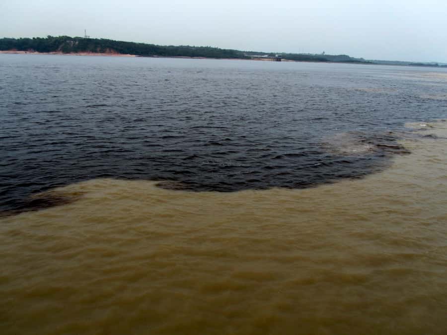 Manaus: Meeting of the Waters & Pink Dolphin Tour with Lunch - Key points to know before you book