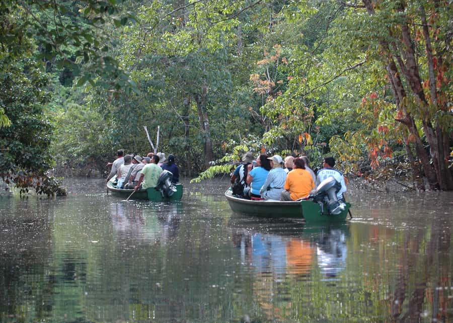 Manaus: Meeting of the Waters & Pink Dolphin Tour with Lunch - Canoeing through flooded forest