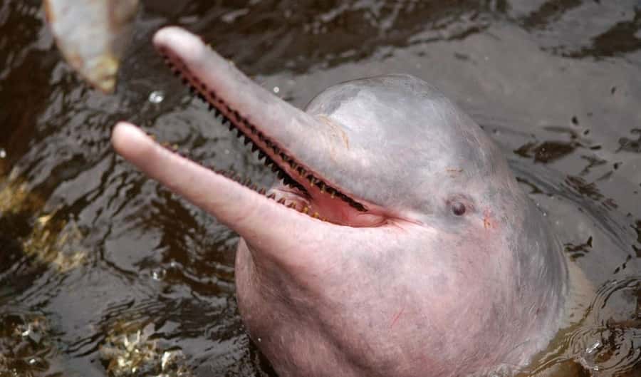 Manaus: Meeting of the Waters & Pink Dolphin Tour with Lunch - Crossing the Rio Negro toward the Meeting of the Waters