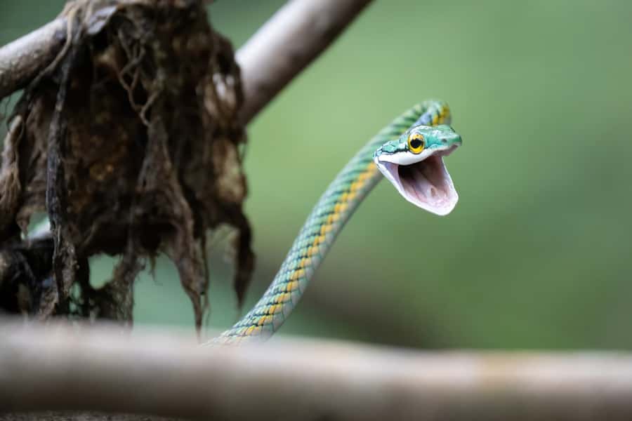 Manaus: Multi-Day Amazon Survival Trip with Camping - Quick take: what makes this Amazon trip special