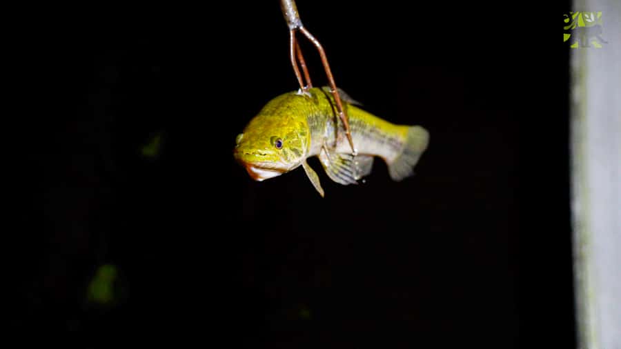 Manaus: Multi-Day Amazon Survival Trip with Camping - Flooded forest, narrow channels, and piranha fishing