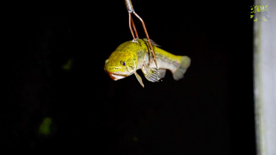 Manaus: Multi-Day Amazon Survival Trip with Camping - Choosing three days, four days, or the longer schedule