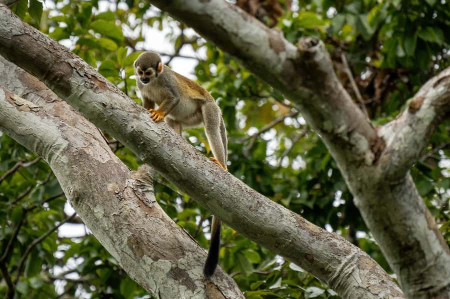 Manaus: Multi-Day Amazon Survival Trip with Camping - Guides, group size, and the day-to-day pace